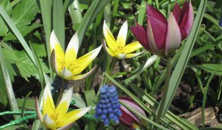 Die 5 Pflanzen-Highlights im April