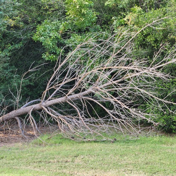 Tree & Stump Removal