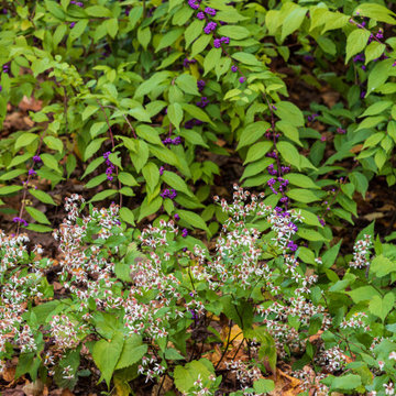 Arlington Woodland Garden