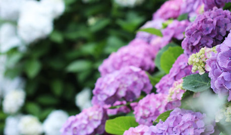 雨に咲く花、紫陽花を楽しむ