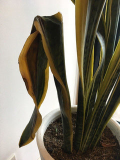 Sans plant leaf wilting - help please! | Houzz Forum
