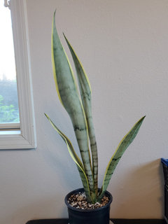 haworthia succulent care Haworthia Zebra Plant: Funky & Unique Succulent - Pet-friendly Plant for  Cats & Dogs - (3.5