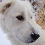 Katalin Lang's photo
