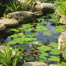 PONDS