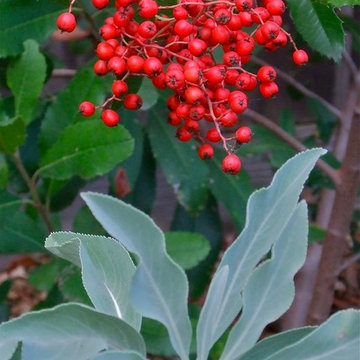 Toyon Berries