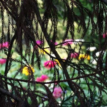 Planting for Privacy, Color and Texture