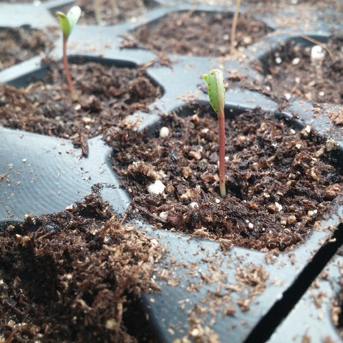 Spots On Marigold Seedling