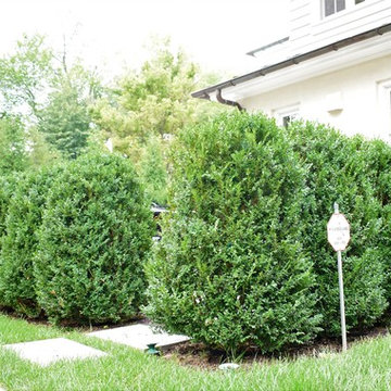 Kirkwood Boxwood Pruning