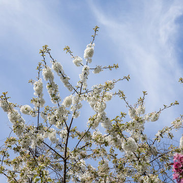 Battersea Communal Garden