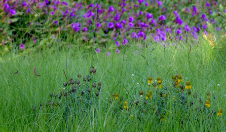 Che Cos'è il Meadow? Scopri il Trend del Prato Semi-Incolto