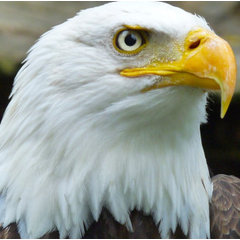 Eagle Point Electric
