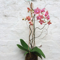 Orchid Kokedama - Products