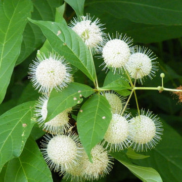 Button Bush for Homestead Function and Form