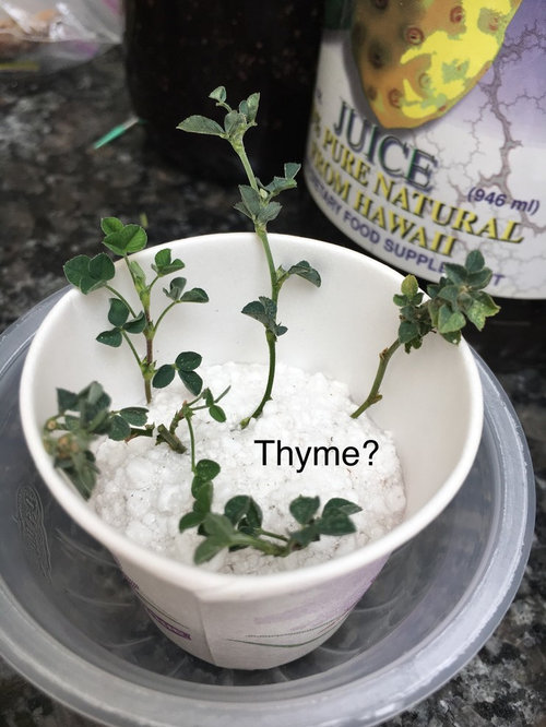 White spots on herbs (thyme, mint, lemon balm, oregano)
