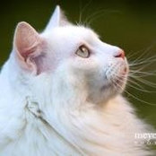 Laurie Ramirez's photo