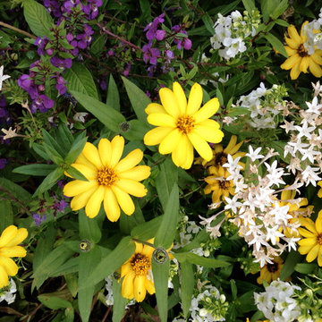 Plant Combinations