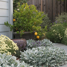 Veggie Garden
