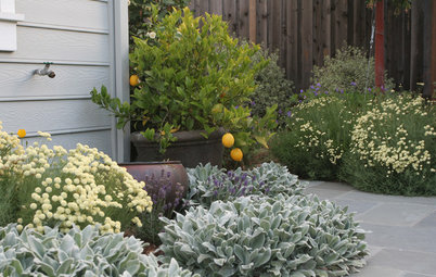 A Beginner's Guide to Container Gardening