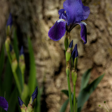 Royal Purple Iris