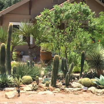 Miscellaneous Cacti & Succulent Landscapes by Rhinamic