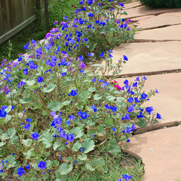 Ground covers on sloped wall