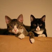 Sara Houston's photo