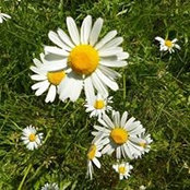 Sandy Roslin Rosss foto