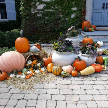 Fall Annuals