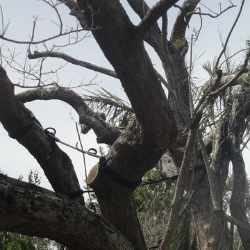 Creating a brace for a jacaranda tree