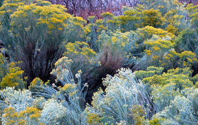 Plant Rubber Rabbitbrush for Its Brilliant Blaze of Gold in Fall
