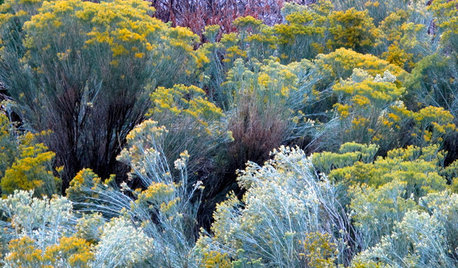 Plant Rubber Rabbitbrush for Its Brilliant Blaze of Gold in Fall