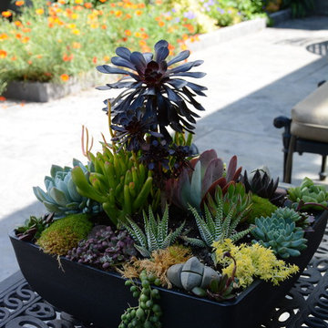 Raised Vegetable Bed / Ornamental Garden 2016