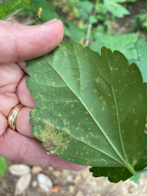 Rose of Sharon yellowing leaves