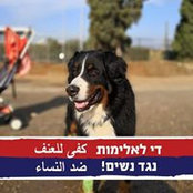 Bernard Nir Dana's photo