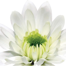 Platin Art's Deco Glass Wall Decor- White Daisy Cup - Wallpaper