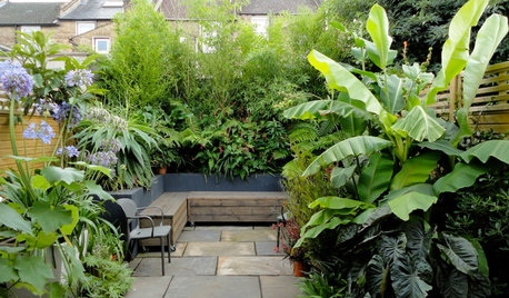 A Tropical Oasis Behind a London Terrace
