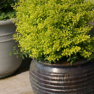 Sunjoy® Citrus Barberry