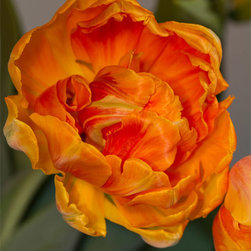 Tulip Study #3 - Fine Art Prints