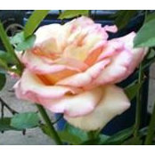 Foto von Brycie Dickerson
