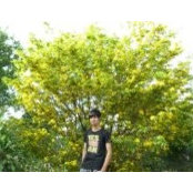 Dang Trinh's photo