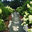 Laurel Hedge