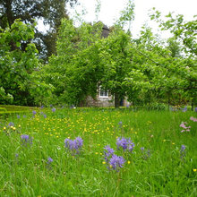 Wildflower meadow