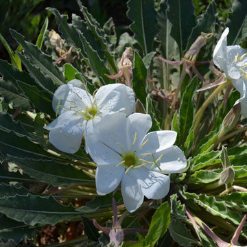 Southwestern Plants