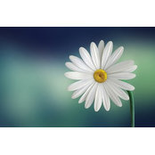 petum petum's photo