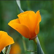 Salamah Salim's photo