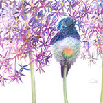 Allison Richter Wildlife Studio - Original Fine Art Hummingbird "Petal Pusher" in Color Pencil - Original Fine Art Hummingbird "Petal Pusher" in Color Pencil