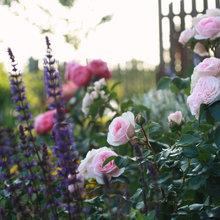 My flowers