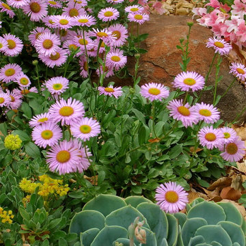 Seaside Daisy