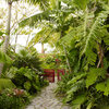 How to Bring Your Subtropical Garden to Life