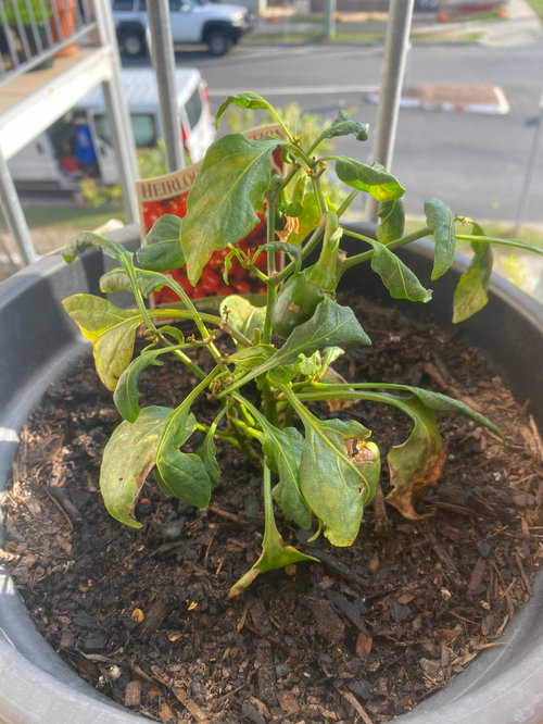 Chilli plant disease !? Brown curly leaves